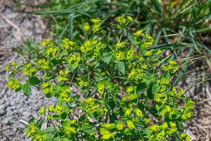 Pryšec polocholistý (Euphorbia platyphyllos)