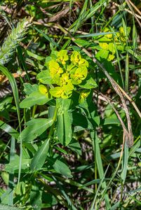 Pryšec polocholistý (Euphorbia platyphyllos)