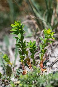 Pryšec polocholistý (Euphorbia platyphyllos)