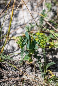 Prorostlík okrouhlolistý (Bupleurum rotundifolium)