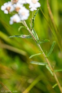 Řebříček bertrám (Achillea ptarmica)