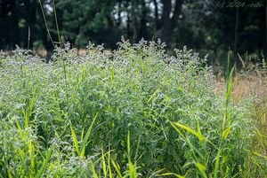 Máta dlouholistá (Mentha longifolia)