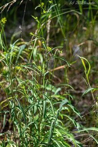 Prorostlík srpovitý (Bupleurum falcatum)