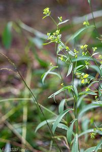 Prorostlík srpovitý (Bupleurum falcatum)