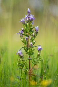 Hořeček drsný Šturmův (Gentianella obtusifolia subsp. sturmiana)