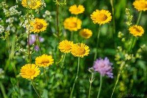 Rmen barvířský (Anthemis tinctoria)