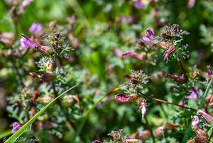 Všivec bahenní (Pedicularis palustris)