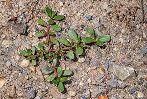 Šrucha zelná (Portulaca oleracea)