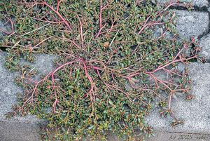 Šrucha zelná (Portulaca oleracea)
