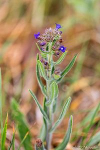 Pilát lékařský (Anchusa officinalis L.)