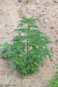Ambrózie peřenolistá (Ambrosia artemisiifolia)