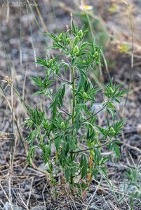 Ambrózie peřenolistá (Ambrosia artemisiifolia)