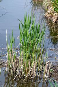 Rákos obecný (Phragmites australis)