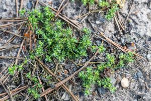 Chmerek roční (Scleranthus annuus)