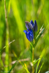 Hořec hořepník (Gentiana pneumonanthe)