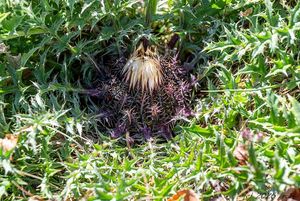 Pupava bezlodyžná (Carlina acaulis L.)