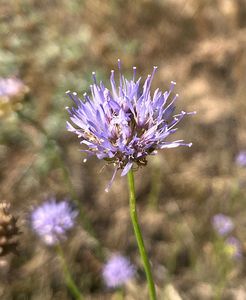 Pavinec horský (Jasione montana)