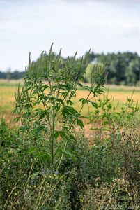 Ambrózie trojklanná (Ambrosia trifida)