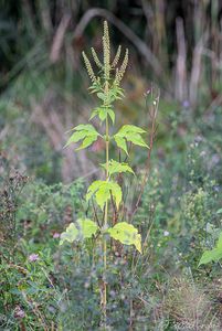 Ambrózie trojklanná (Ambrosia trifida)