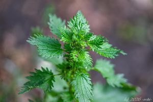Kopřiva žahavka (Urtica urens)
