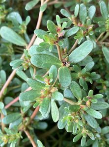 Šrucha zelná (Portulaca oleracea)