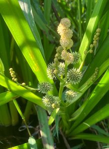 Zevar vzpřímený  (Sparganium erectum)