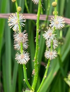 Zevar vzpřímený  (Sparganium erectum)