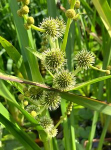 Zevar vzpřímený  (Sparganium erectum)
