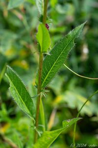 Srpice barvířská (Serratula tinctoria)