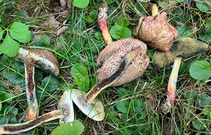 Hřib políčkatý - Xerocomellus cisalpinus (Simonini, H. Ladurner & Peintner) Klofac