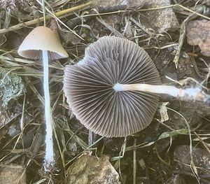 Křehutka štíhlá - Psathyrella pseudogracilis (Romagn.) M.M.