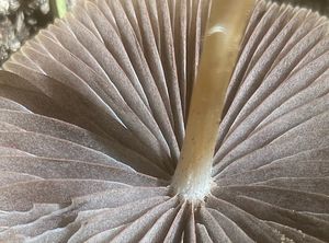 Křehutka štíhlá - Psathyrella pseudogracilis (Romagn.) M.M.