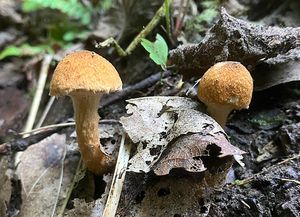 Bedla plavorezavá - Lepiota boudieri Bres.