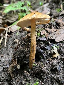 Bedla plavorezavá - Lepiota boudieri Bres.