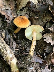 Bedla plavorezavá - Lepiota boudieri Bres.