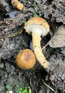 Bedla plavorezavá - Lepiota boudieri Bres.