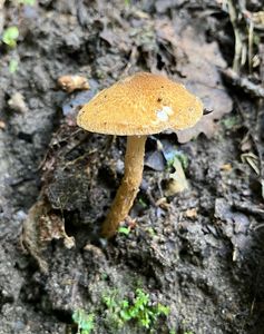 Bedla plavorezavá - Lepiota boudieri Bres.