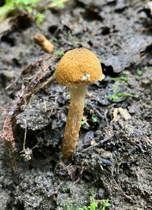 Bedla plavorezavá - Lepiota boudieri Bres.