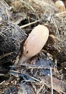 Slzečník koprofilní - Bolbitius  coprophilus (Peck) Hongo