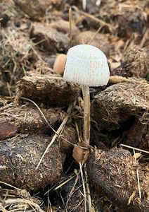 Slzečník koprofilní - Bolbitius  coprophilus (Peck) Hongo