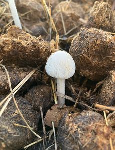 Slzečník koprofilní - Bolbitius  coprophilus (Peck) Hongo