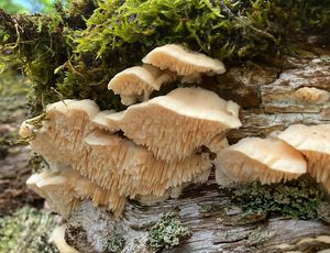 Plstnatec tlustoostný - Spongipellis pachyodon