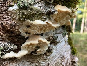 Plstnatec tlustoostný - Spongipellis pachyodon