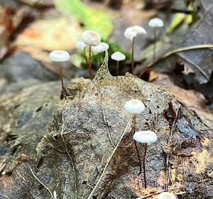 Špička dubomilná - Setulipes quercophilus (Pouzar) Antonín & Noordel.