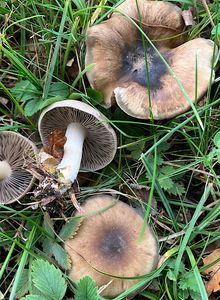Líha šedolupenná - Lyophyllum eustygium (Cooke) Clémençon 1982