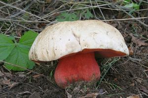 Klikni pro velký obrázek