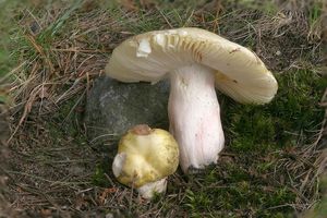 Klikni pro velký obrázek