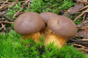 Klikni pro velký obrázek