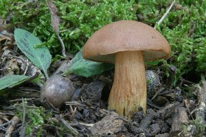 Klikni pro velký obrázek