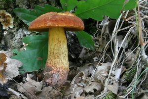 Klikni pro velký obrázek